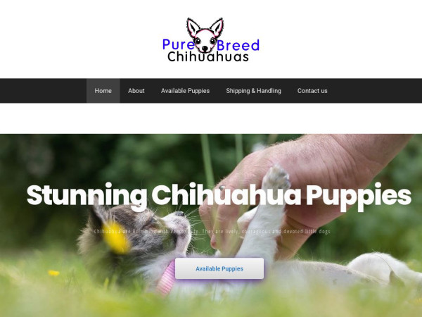 Purebreedchihuahuas.com - Chihuahua Puppy Scam Review