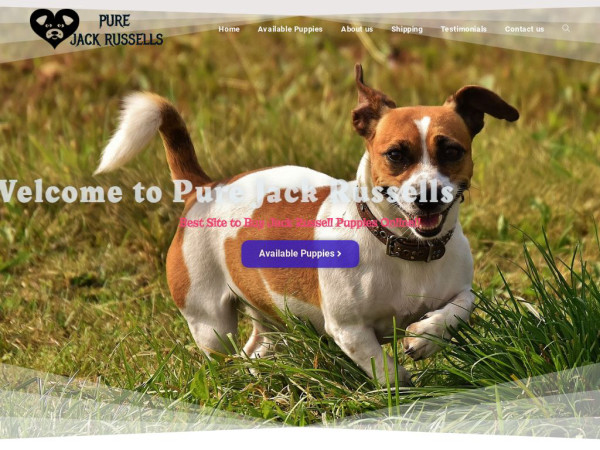 Purejackrusselpups.com - Jack Russell Terrier Puppy Scam Review