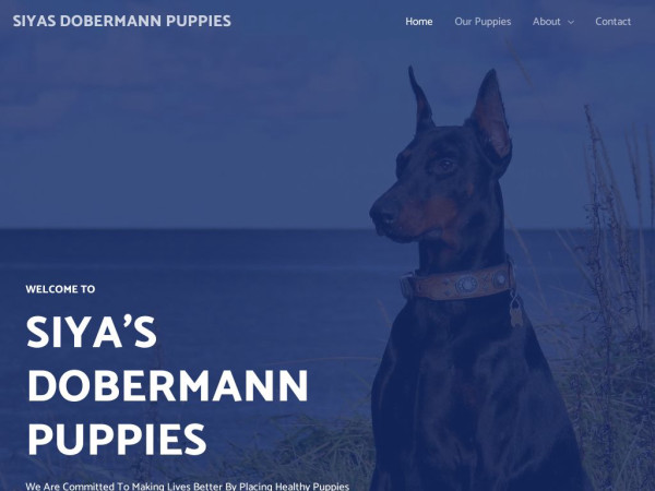 Siyasdobermannpuppies.com - Doberman Pinscher Puppy Scam Review