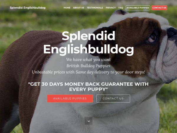 Splendidenglishbulldog.com - English Bulldog Puppy Scam Review