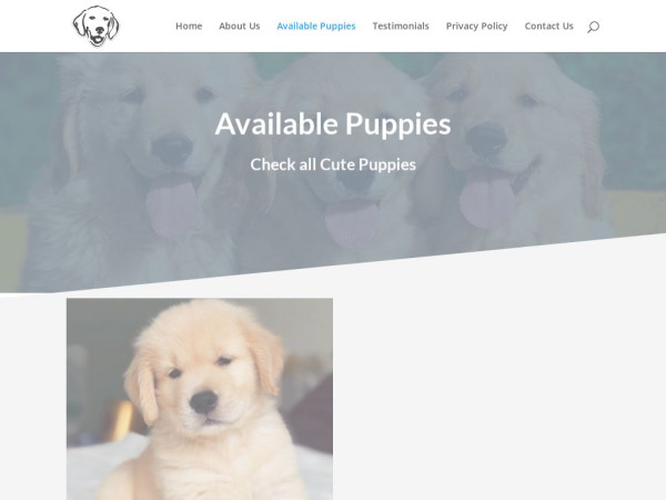 Susangoldenretrieverhome.com - Golden Retriever Puppy Scam Review