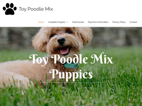 Toypoodlemix.com - Poodle Puppy Scam Review