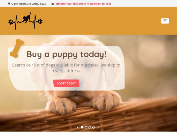 Affectionatelabretrieverpupshome.com - Golden Retriever Puppy Scam Review