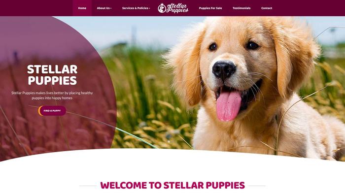 Au-stellarpuppies.com - Labrador Puppy Scam Review