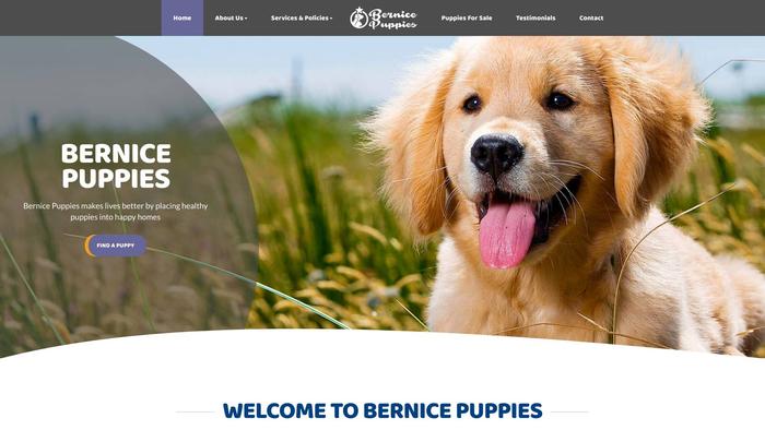 Bernicepuppies.com - Labrador Puppy Scam Review