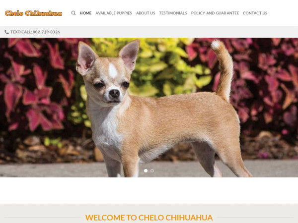 Chelochihuahuas.com - Chihuahua Puppy Scam Review