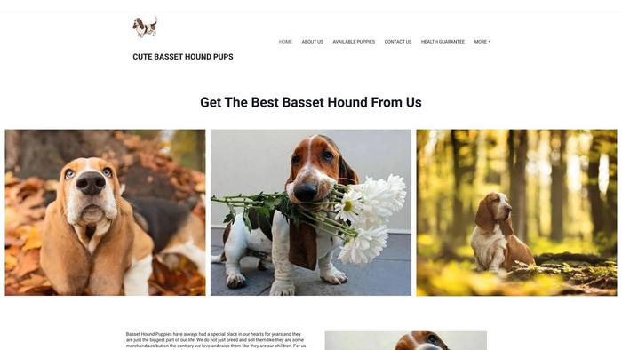 Cutebassehoundspuppies.com - Bassethound Puppy Scam Review