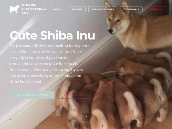 Cuteshibainupups.com - Shibhainu Puppy Scam Review