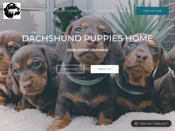 Dachshundpuppiesforsale.store - Dachshund Puppy Scam Review