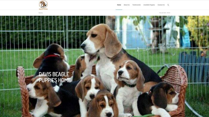 Davisbeaglepuppieshome.com - Beagle Puppy Scam Review