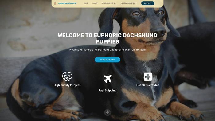 Euphoricdachshundpuppieshome.com - Dachshund Puppy Scam Review