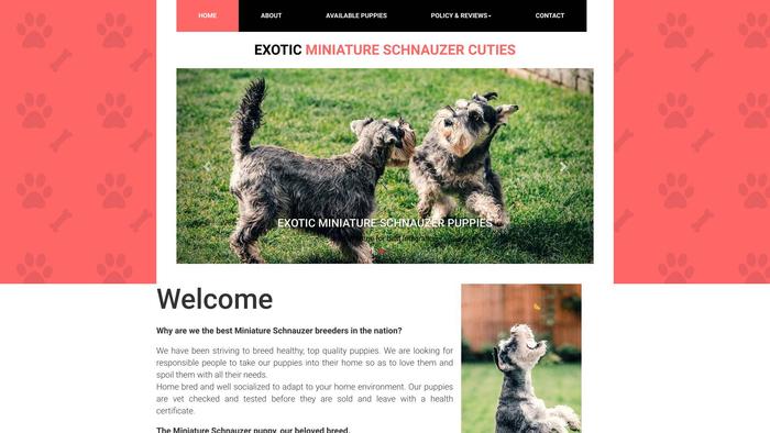 Exoticminiatureschnauzerpuppies.info - Schnauzer Puppy Scam Review