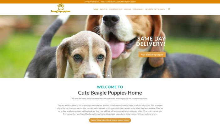 Gorgeousbeaglepuppiesforsale.com - Beagle Puppy Scam Review