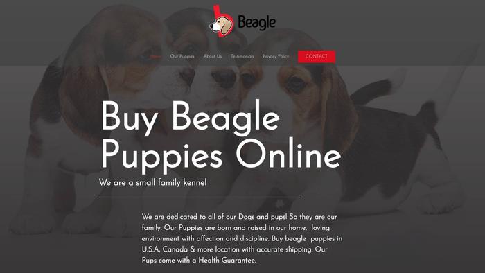 Healthytrainedbeaglepuppies.com - Beagle Puppy Scam Review