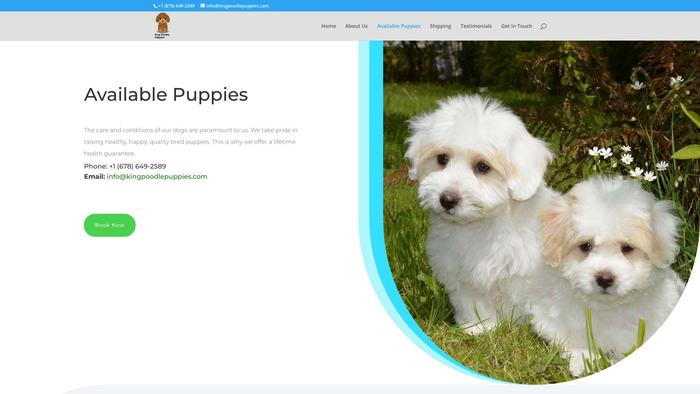 Kingpoodlepuppies.com - Poodle Puppy Scam Review