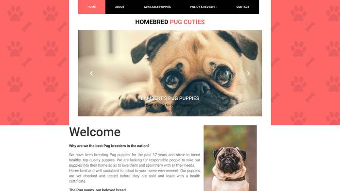 Lambertspugpuppies.info - Pug Puppy Scam Review