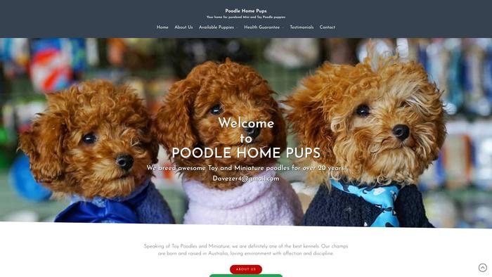 Poodlehomepups.com - Poodle Puppy Scam Review