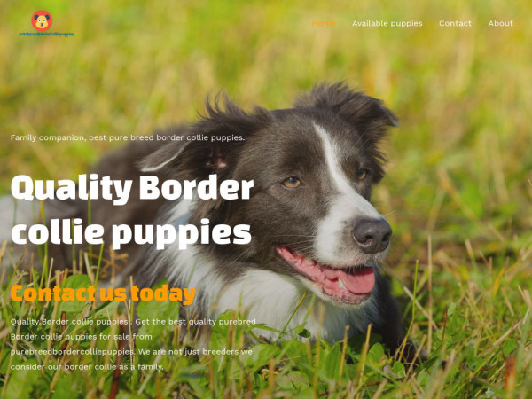 Purebreedbordercolliepuppies.com - Bordercollie Puppy Scam Review