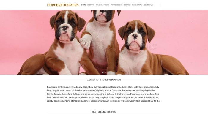 Purebreedboxers.com - Boxer Puppy Scam Review