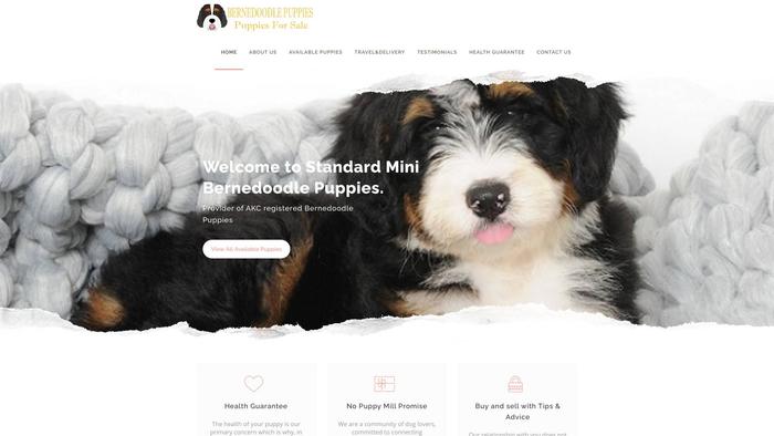 Standardminibernedoodlepuppies.com - Bernedoodle Puppy Scam Review