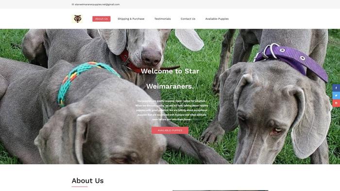 Starweimaranerpuppies.net - Weimaraner Puppy Scam Review