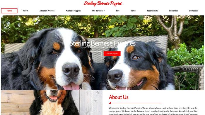 Sterlingbernesepuppies.com - Bernese Mountain Dog Puppy Scam Review