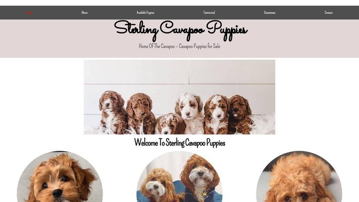 Sterlingcavapoopuppies.com - Cavapoo Puppy Scam Review