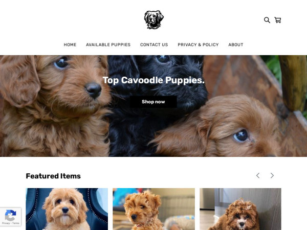 Topcavoodlepuppies.com - Cavapoo Puppy Scam Review