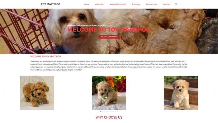 Toymaltipoo.com - Maltese Puppy Scam Review