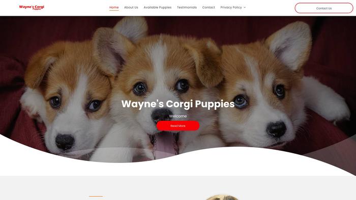 Waynescorgipuppies.com - Corgi Puppy Scam Review