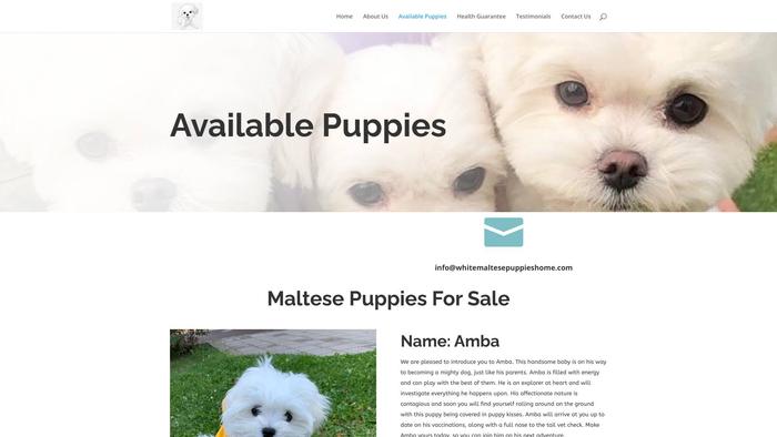 Whitemaltesepuppieshome.com - Maltese Puppy Scam Review