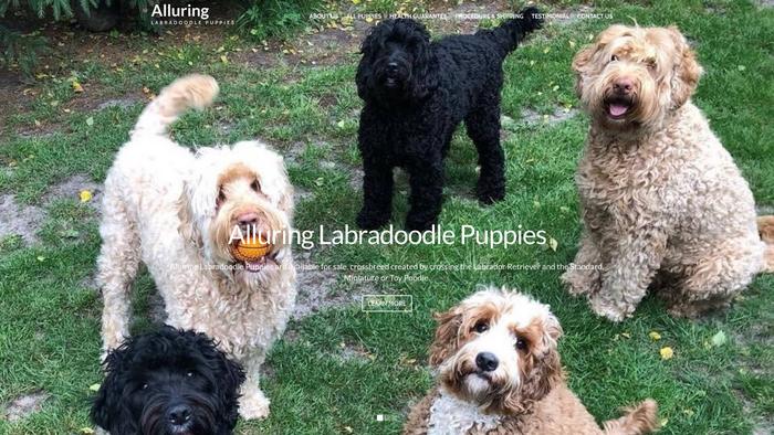 Alluringlabradoodlepups.com - Labradoodle Puppy Scam Review