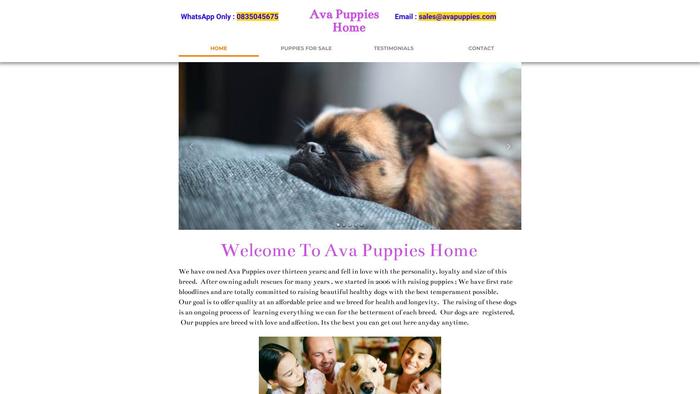 Avapuppies.com - Golden Retriever Puppy Scam Review