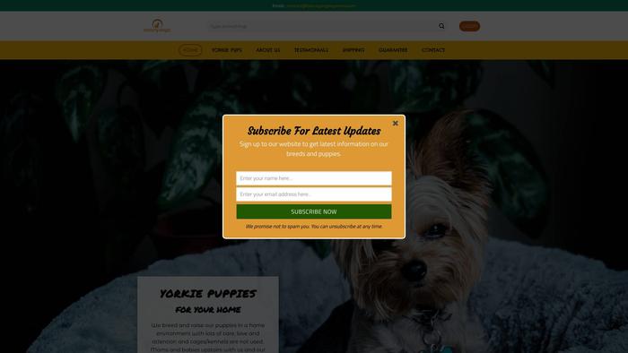 Beautyangieyorkies.com - Yorkshire Terrier Puppy Scam Review