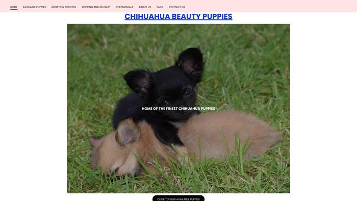 Chihuahuabeautypuppies.com - Chihuahua Puppy Scam Review