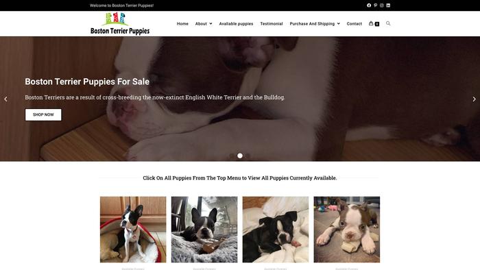 Cutebostonterrier.com - Boston Terrier Puppy Scam Review