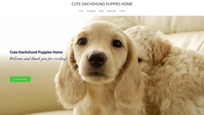 Cutedaschundpuppieshome.com - Dachshund Puppy Scam Review