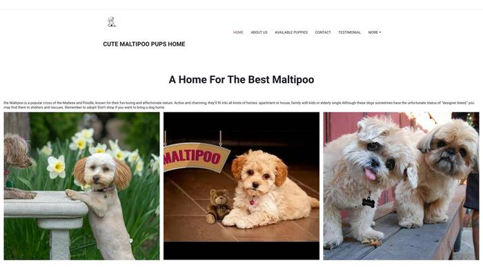 Cutemaltipoopups.net - Maltipoo Puppy Scam Review