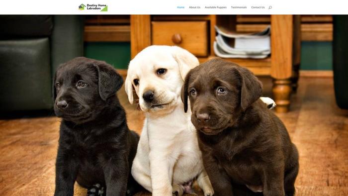 Destinyhomelabradors.com - Labrador Puppy Scam Review