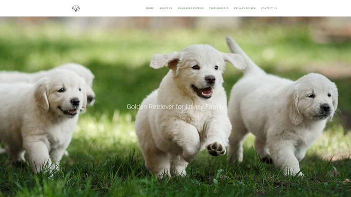 Heavengoldenretrieverpuppies.com - Golden Retriever Puppy Scam Review