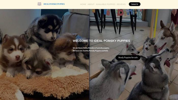 Idealpomskypuppies.com - Pomeranian Puppy Scam Review