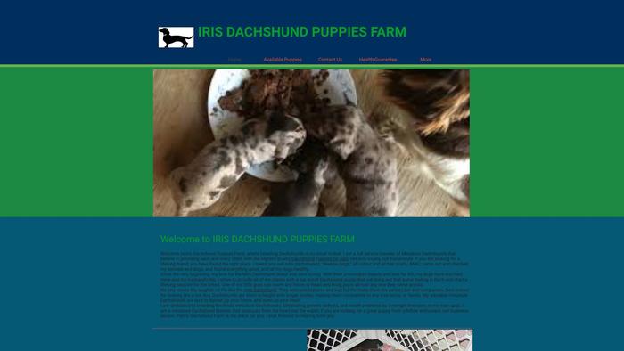 Irisdachshundpuppiesfarmer.com - Dachshund Puppy Scam Review