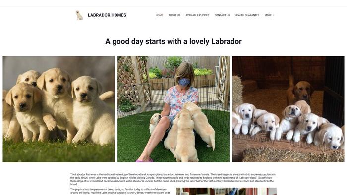 Labradorhomes.net - Labrador Puppy Scam Review