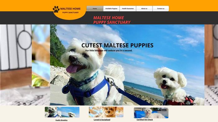 Maltesesanctuaryhome.com - Maltese Puppy Scam Review