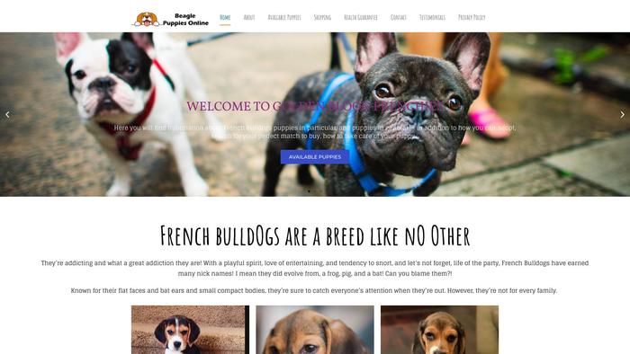 Neddystunningbostonterrierpuppiesforsale.com - Terrier Puppy Scam Review