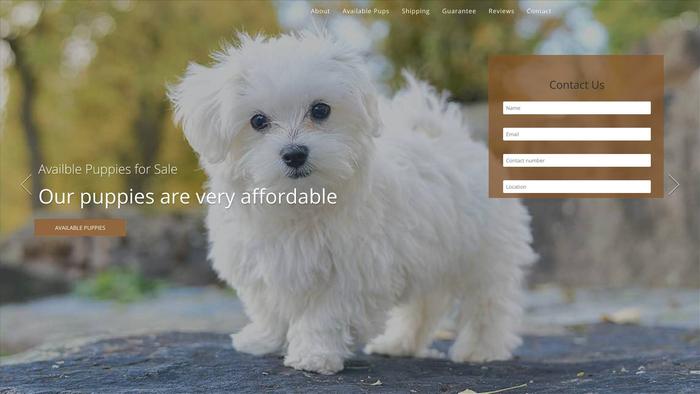 Petsshop4home.com - Maltese Puppy Scam Review