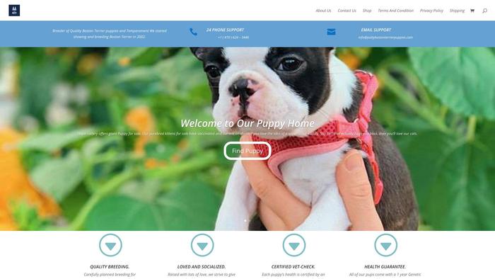 Pottybostonterrierpuppies.com - Terrier Puppy Scam Review