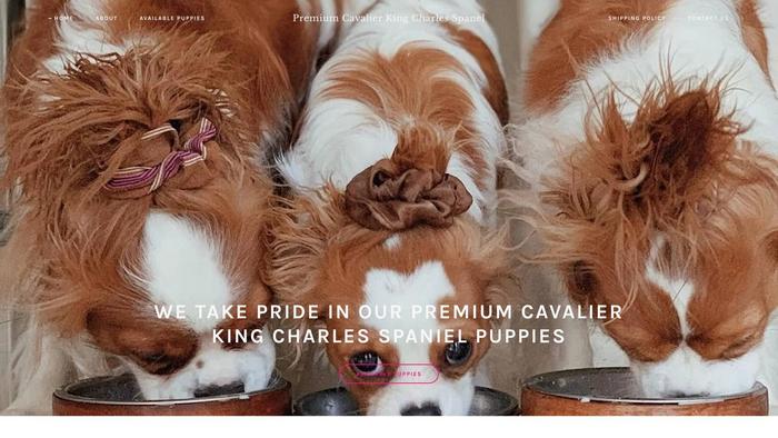 Premiumcavalierkingcharlesspaniel.com - Cavalier King Charles Spaniel Puppy Scam Review