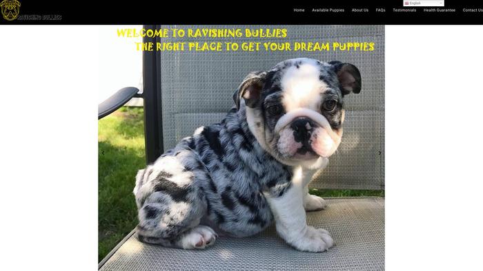 Ravishingbullieshome.com - English Bulldog Puppy Scam Review