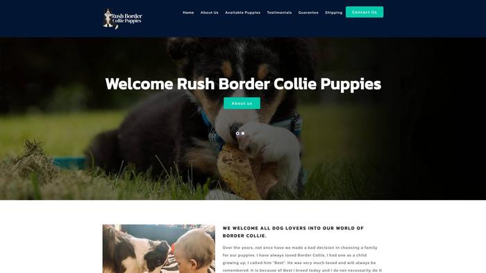 Rushbordercolliepuppies.com - Bordercollie Puppy Scam Review